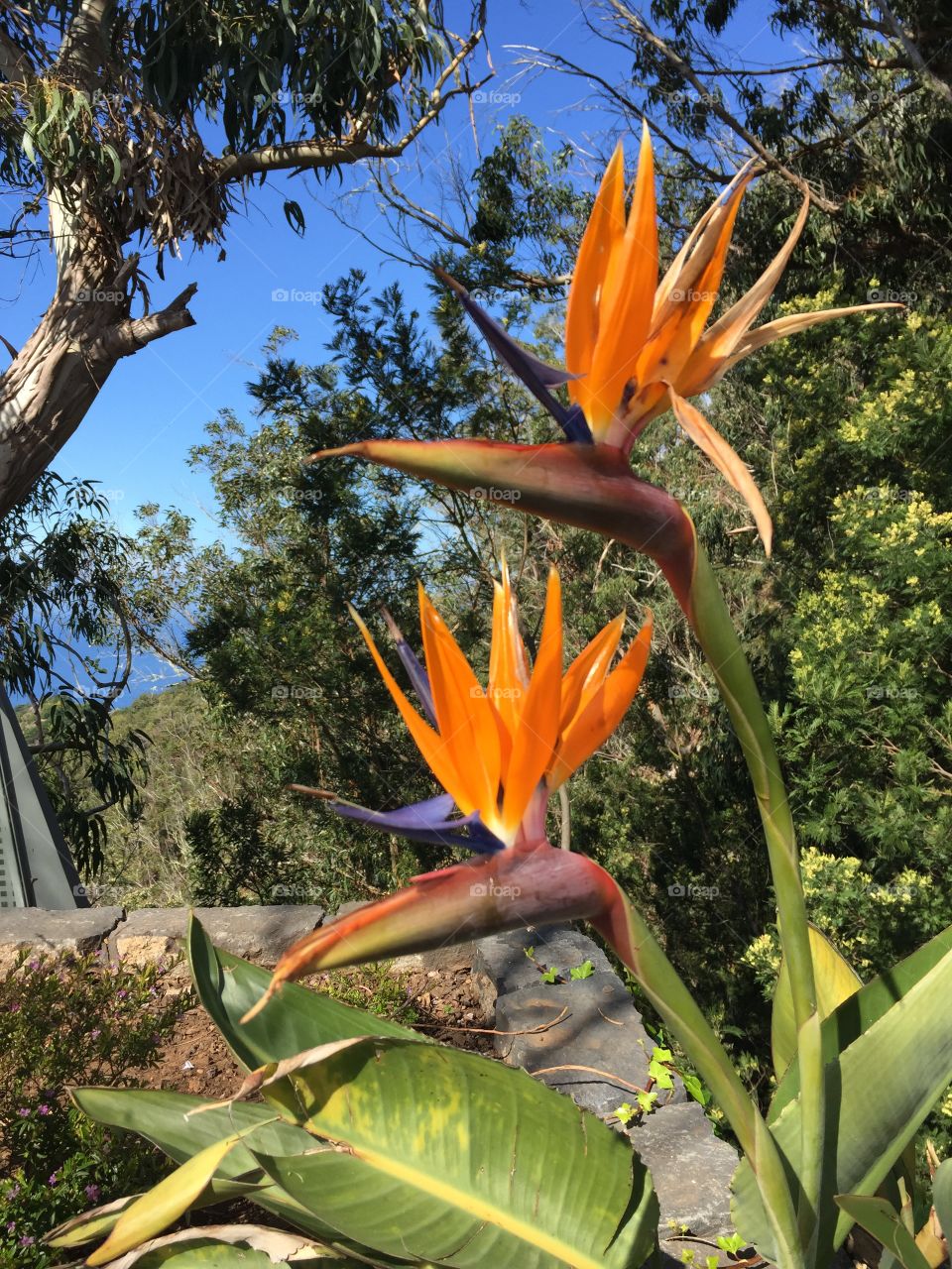 Bird of paradise tropical flowers Madeira