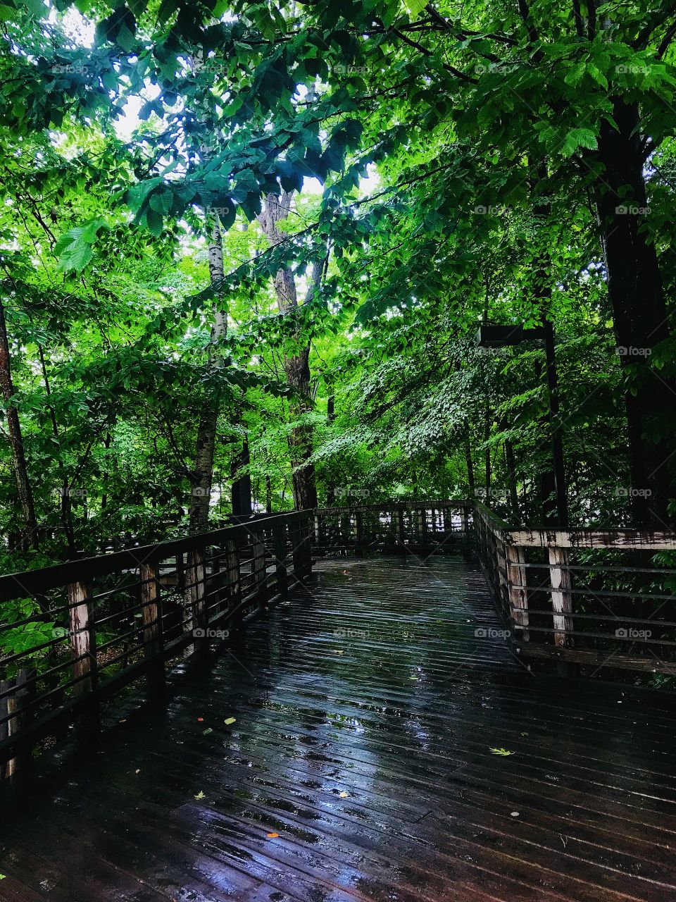 Bridge in a forest on a rainy day—taken in Ludington, Michigan 