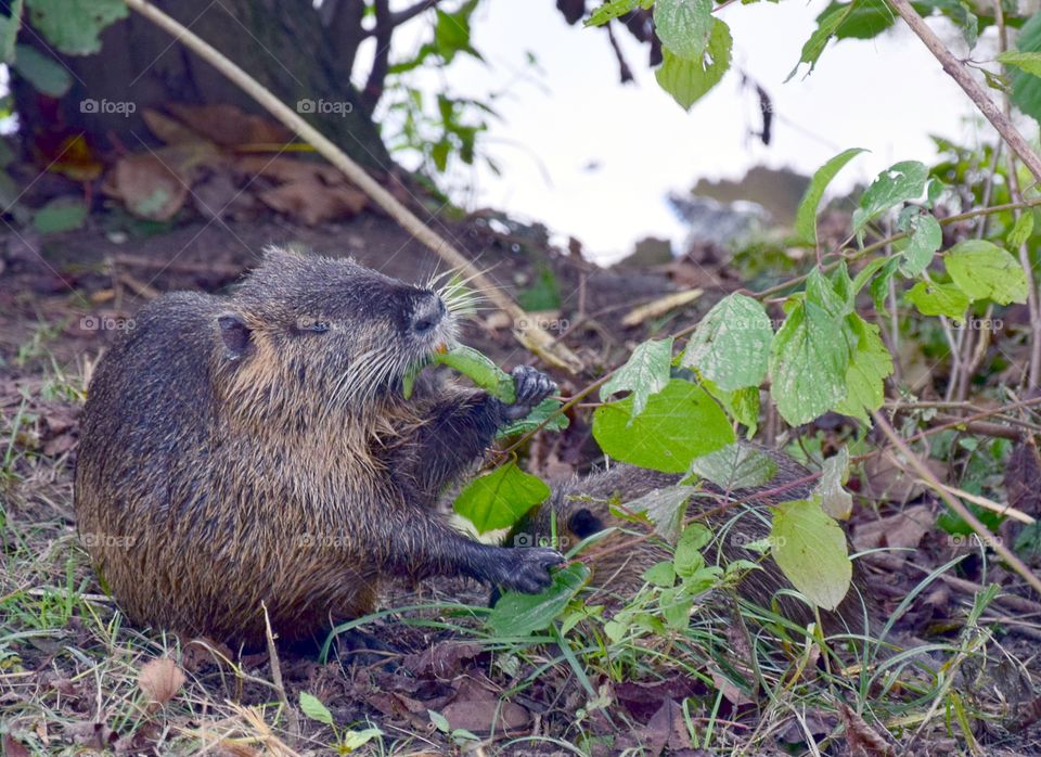 Nutria is having a breakfast