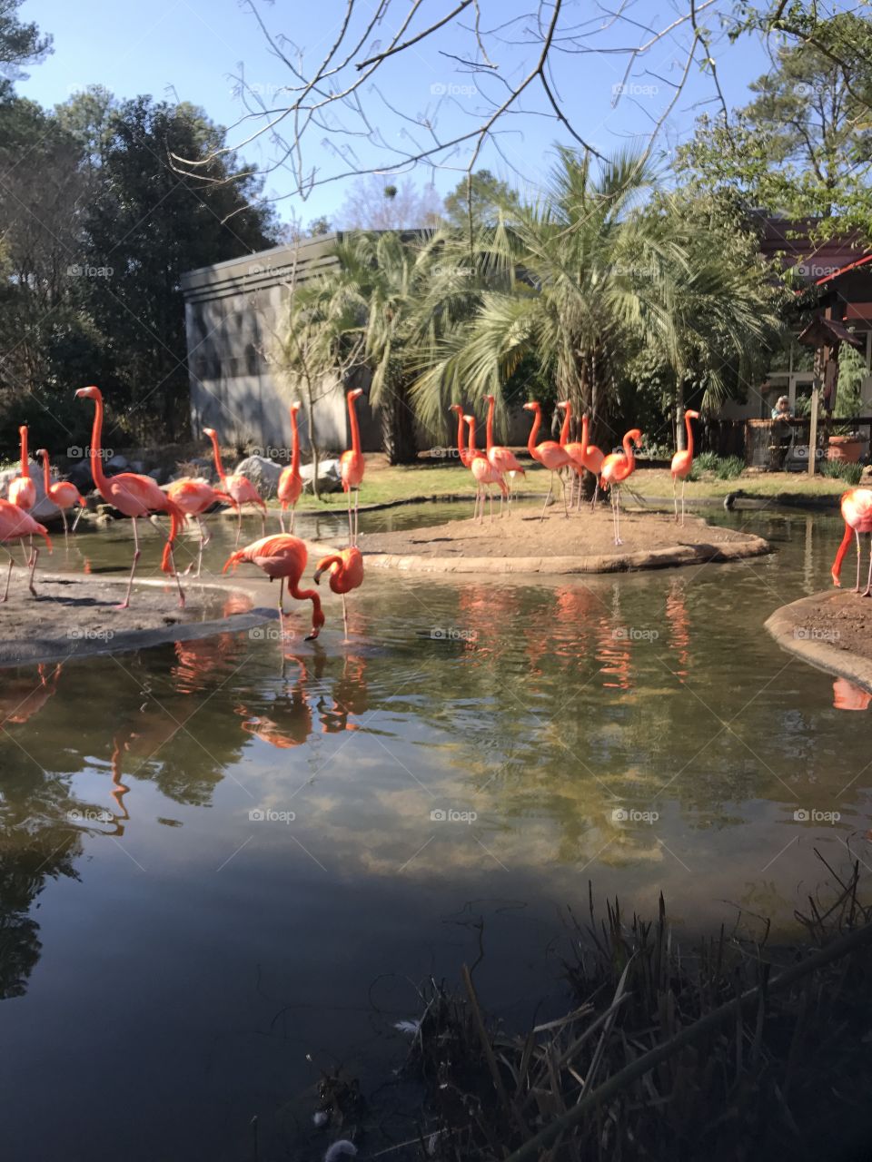 Flamingos at Riverbanks Zoo