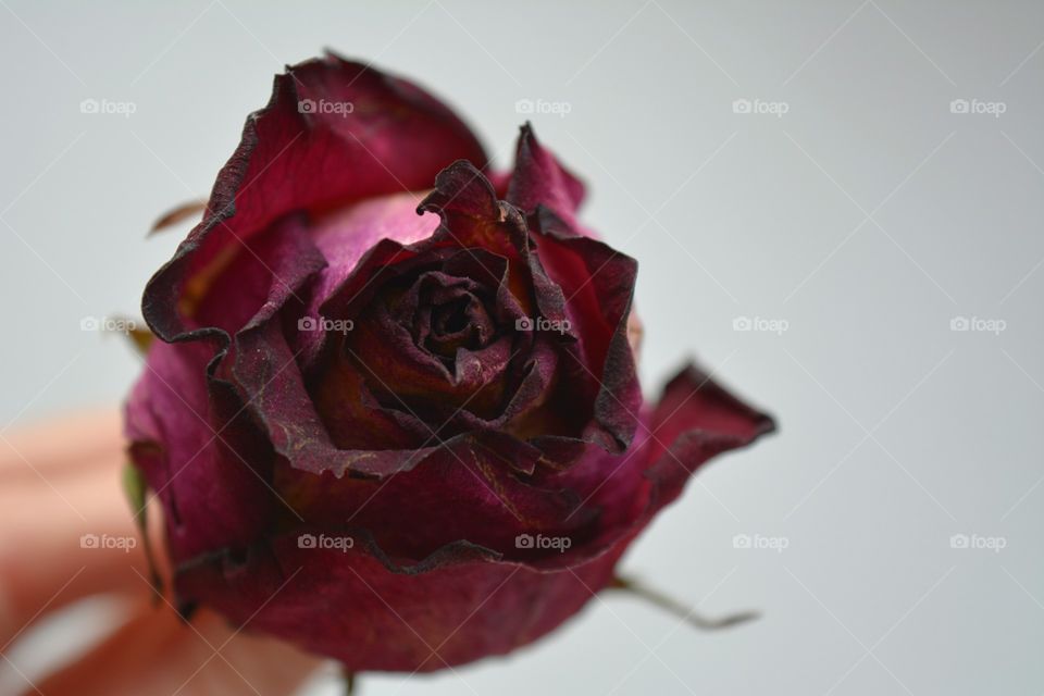 Rose, Flower, Love, No Person, Wedding