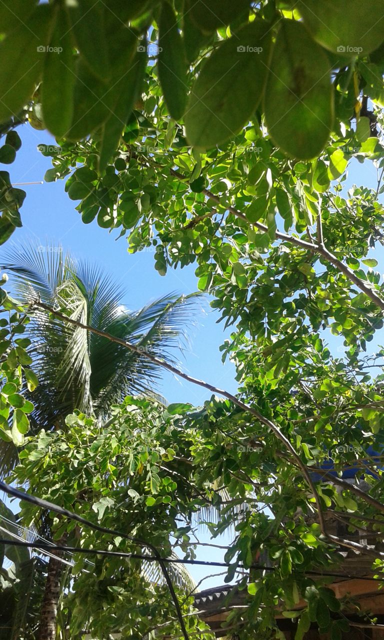 Leaf, Nature, Tree, Growth, Flora