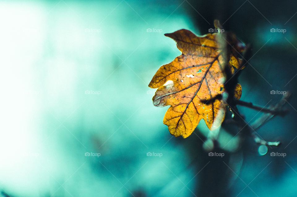 Close-up of maple leaf