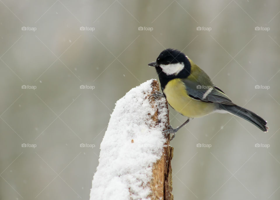Great Tit in snow