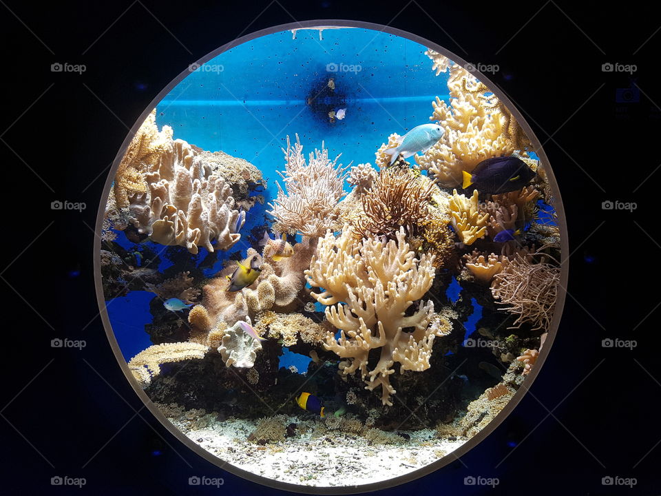 Aquarium with saltwater fish. Looking through a submarine window.