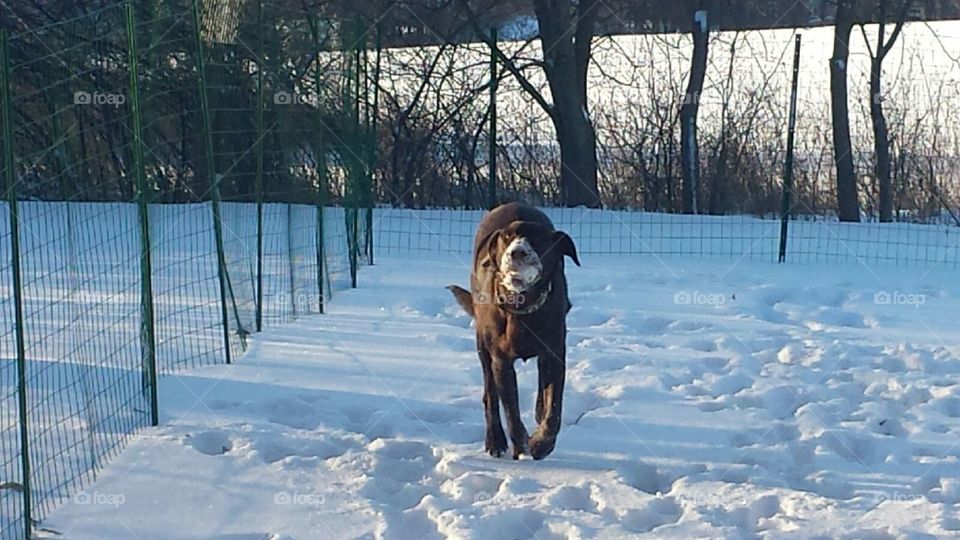 Chocolate Lab running with snow covered snout