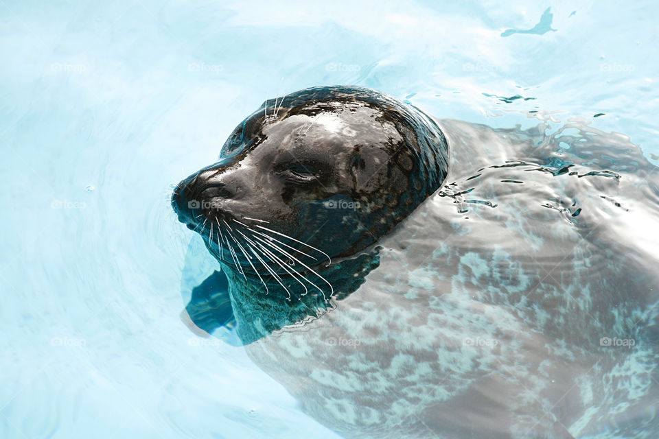 Seal