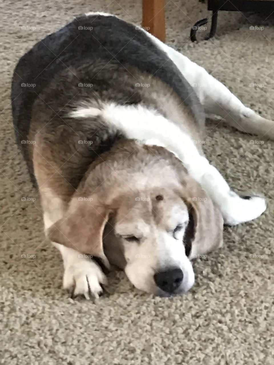 An old Beagle sleeping