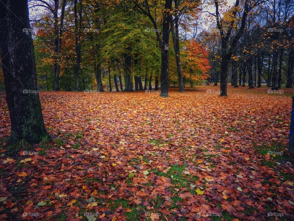 Autumn in the park