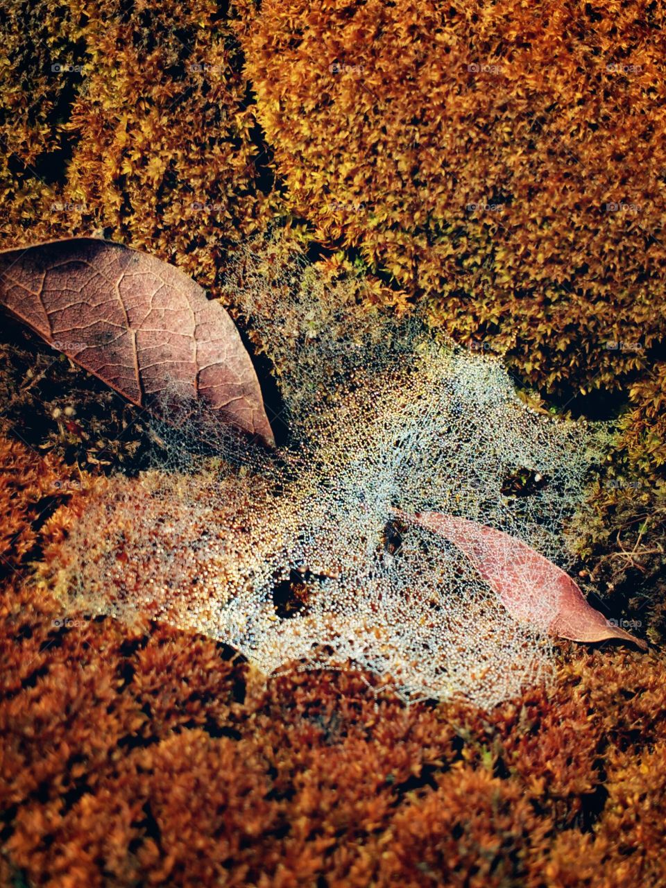 spider web