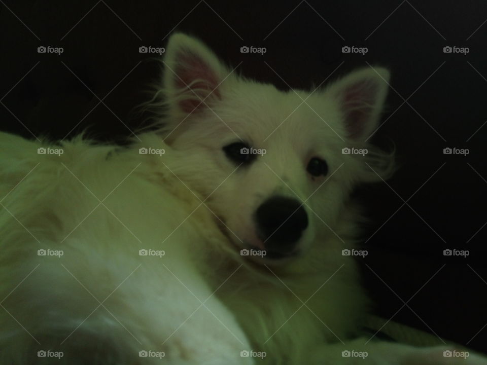 my dog waking up from sleeping