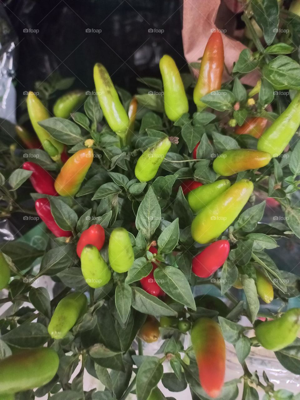 Pimentas ornamentais ou pimentas de vaso. A pimenta ornamental, nativa das Américas ( Capsicum frutesceus) , é um arbusto, pertencente à família Solannaceae. Podem até ser consumidas, mas são picantes e pouco saborosas