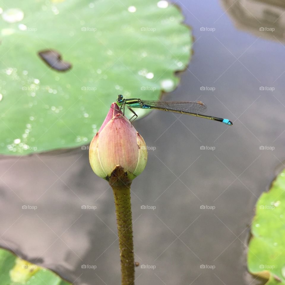 a dragonfly is on the lotus flower
