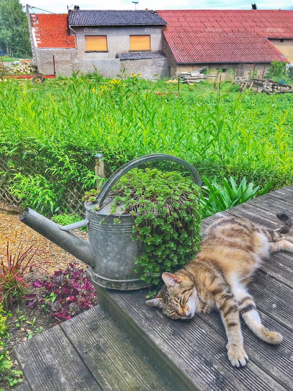 Garden cat