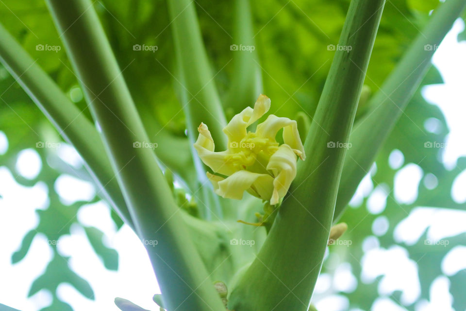 papaya flowers