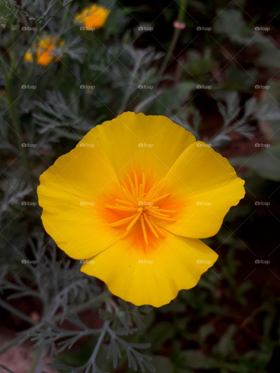 yellow flower