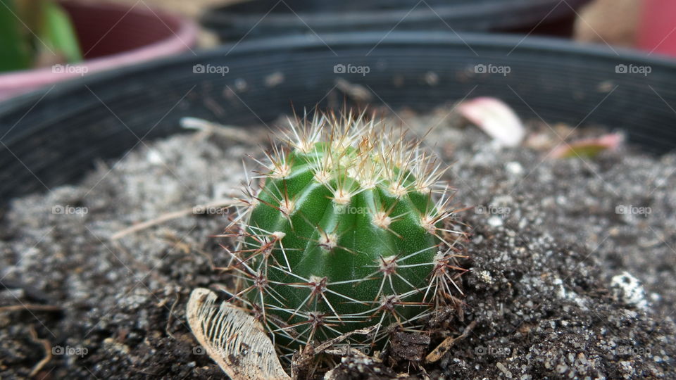 tiny Cactus