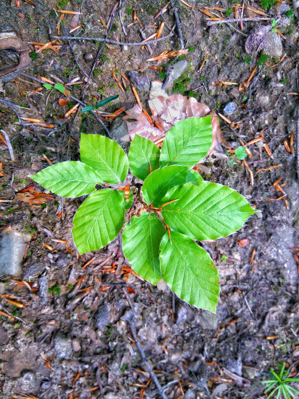Tiny tree in forest