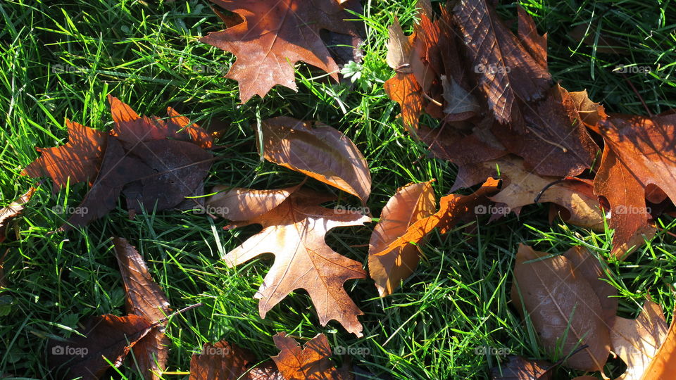 Autumn leaf 