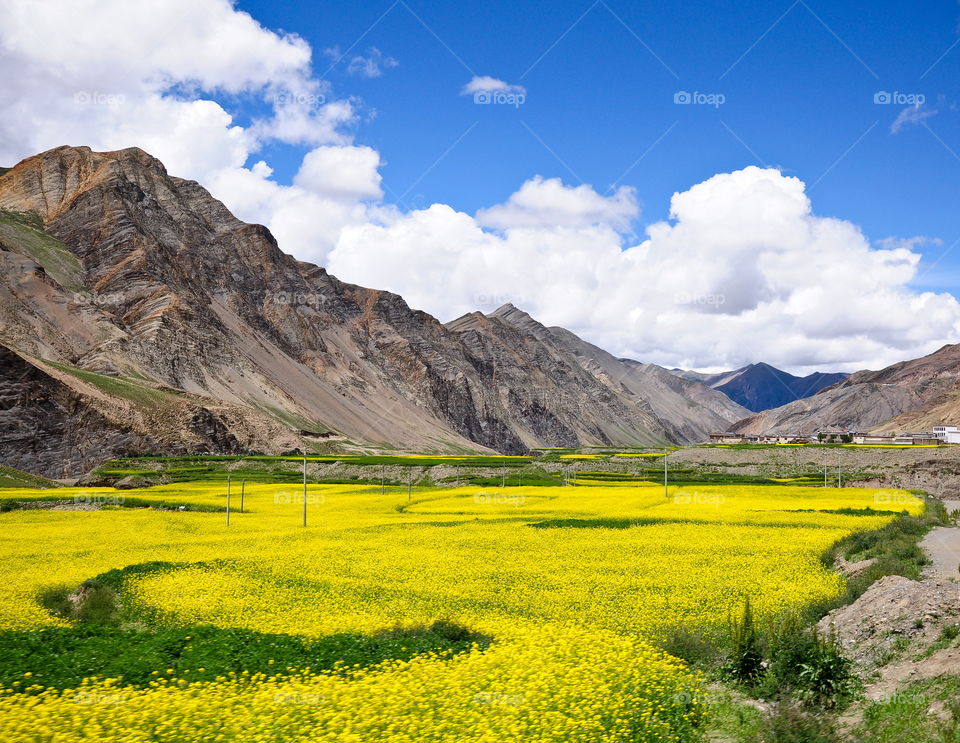 Yellow canola