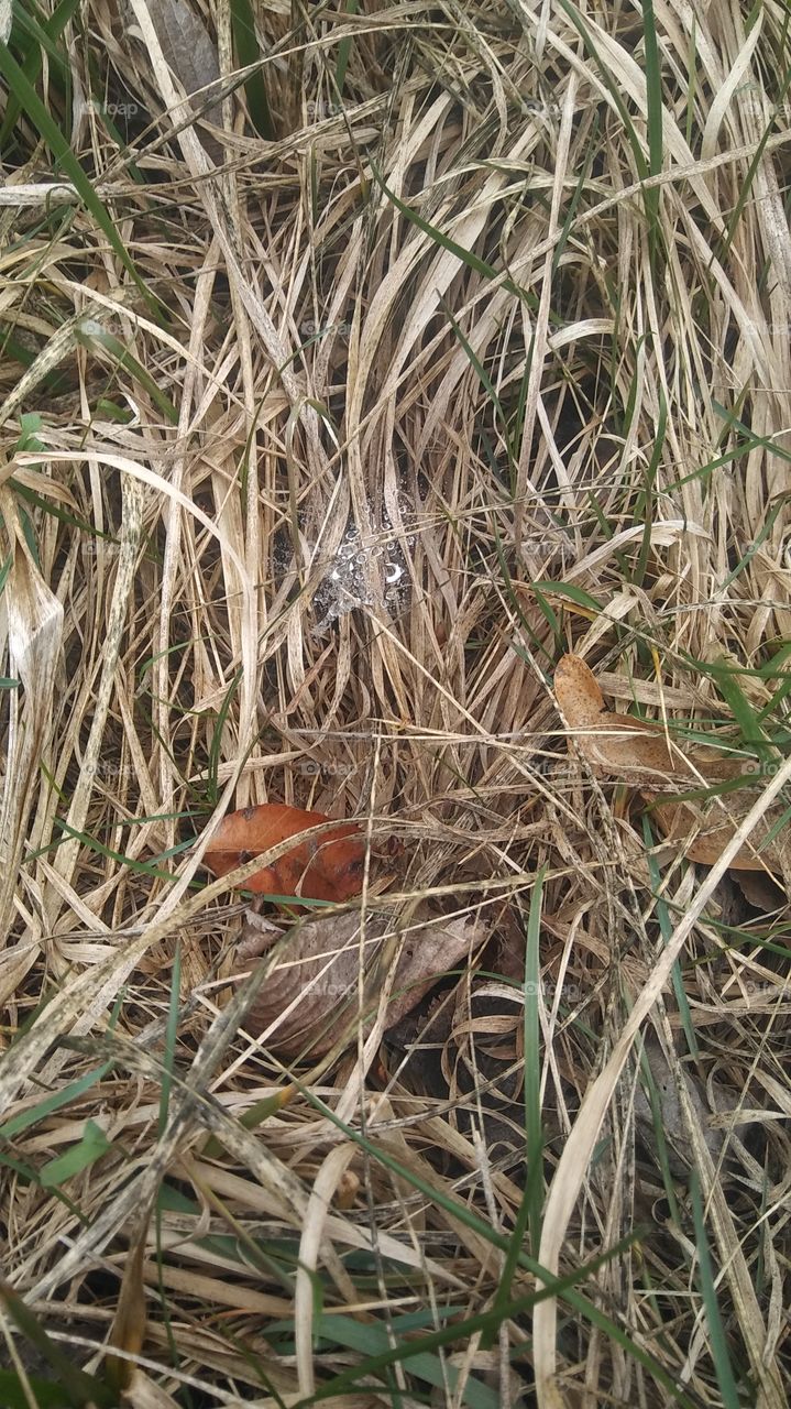 wet cob web