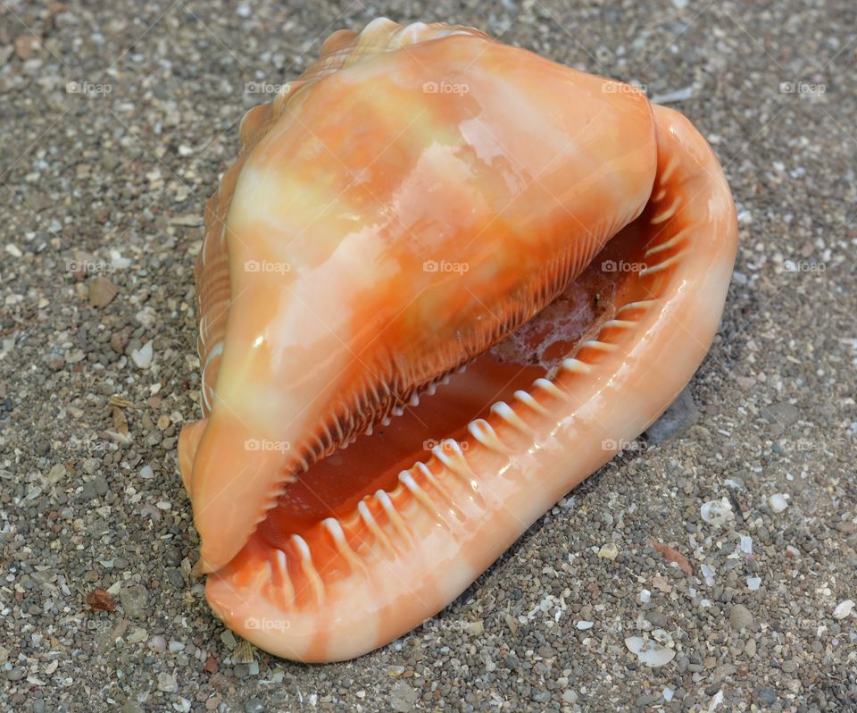 Seashell on sand