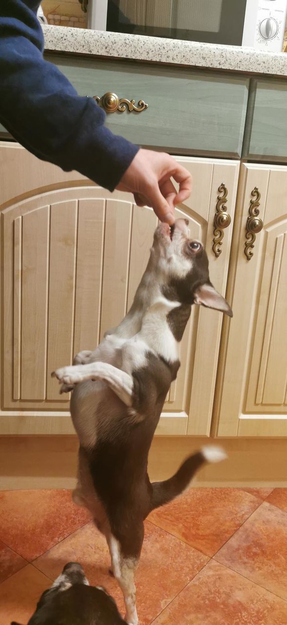 Chihuahua on back legs eating treat