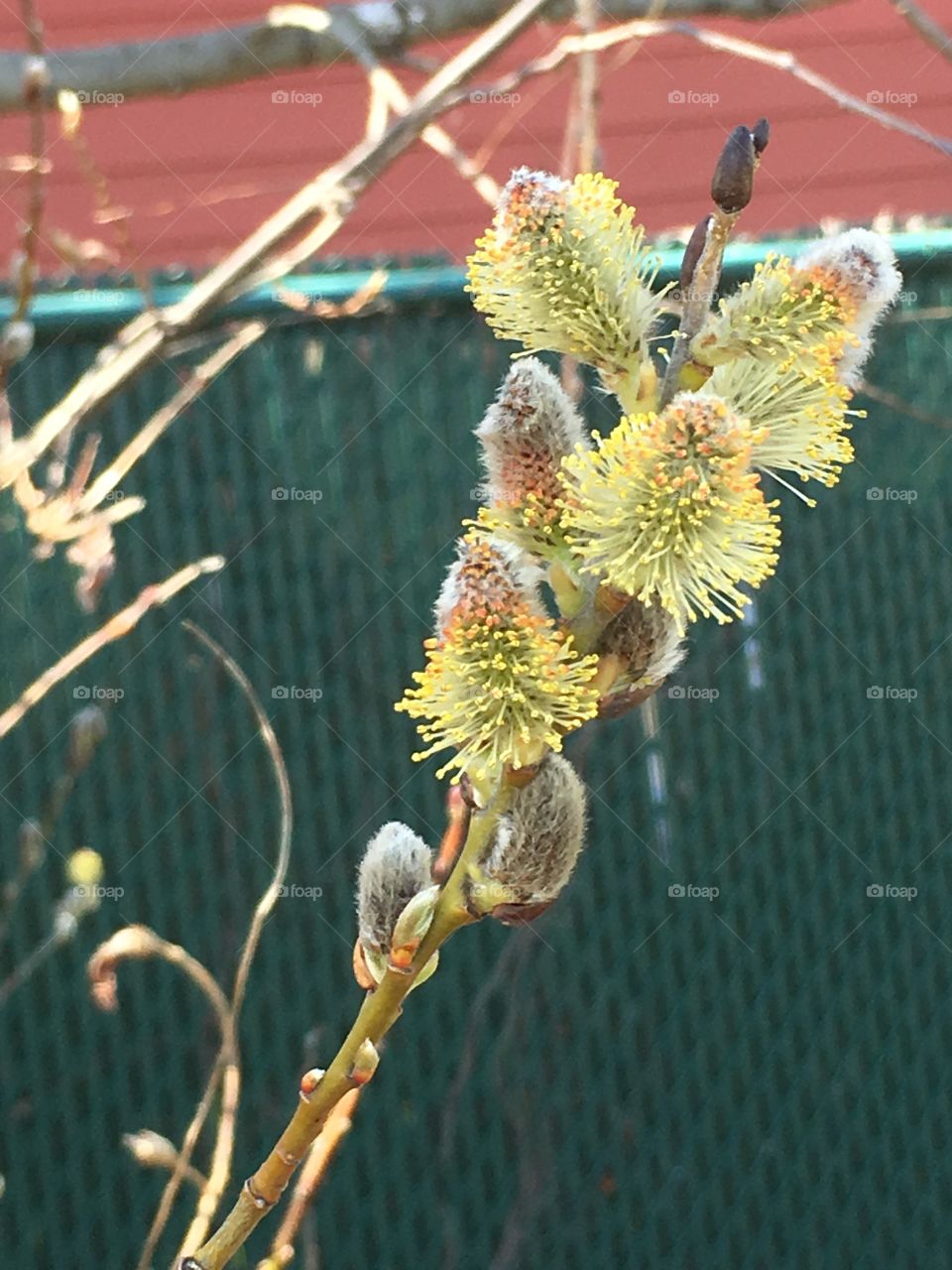 Flowering pussy willow branch