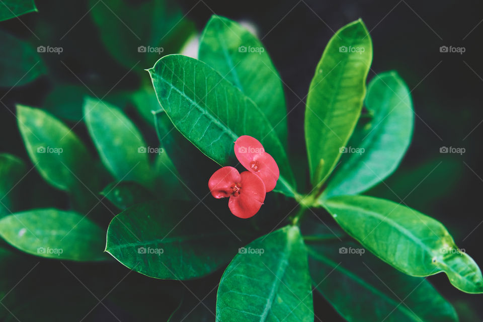 Portrait of a plant - Christ of thorn