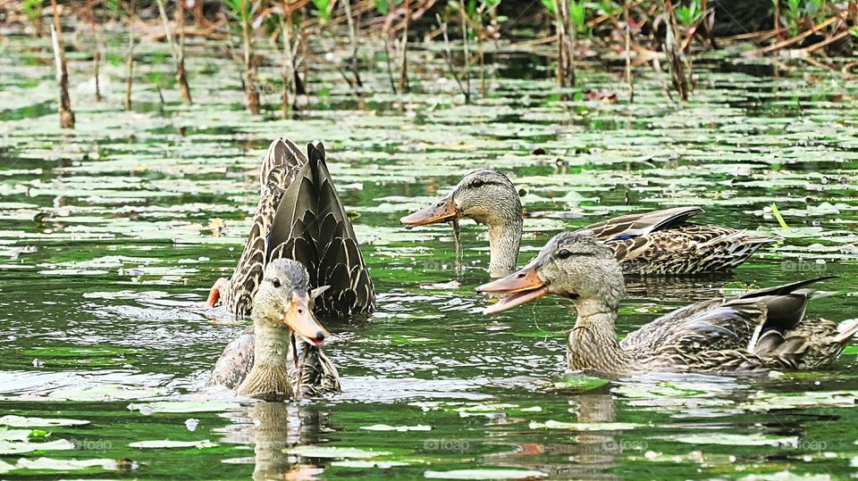 Mallards hanging out