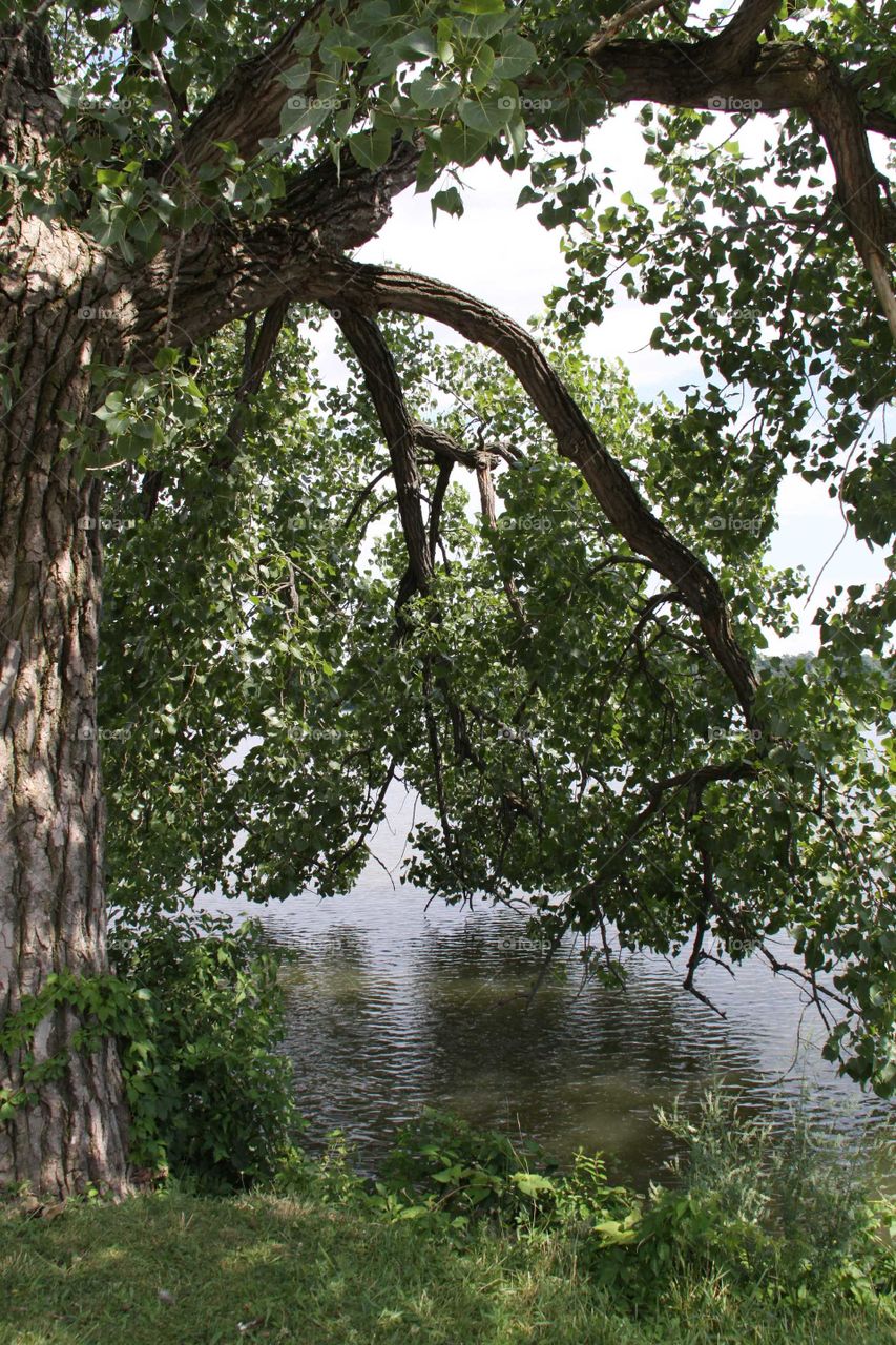 Tree over the lake