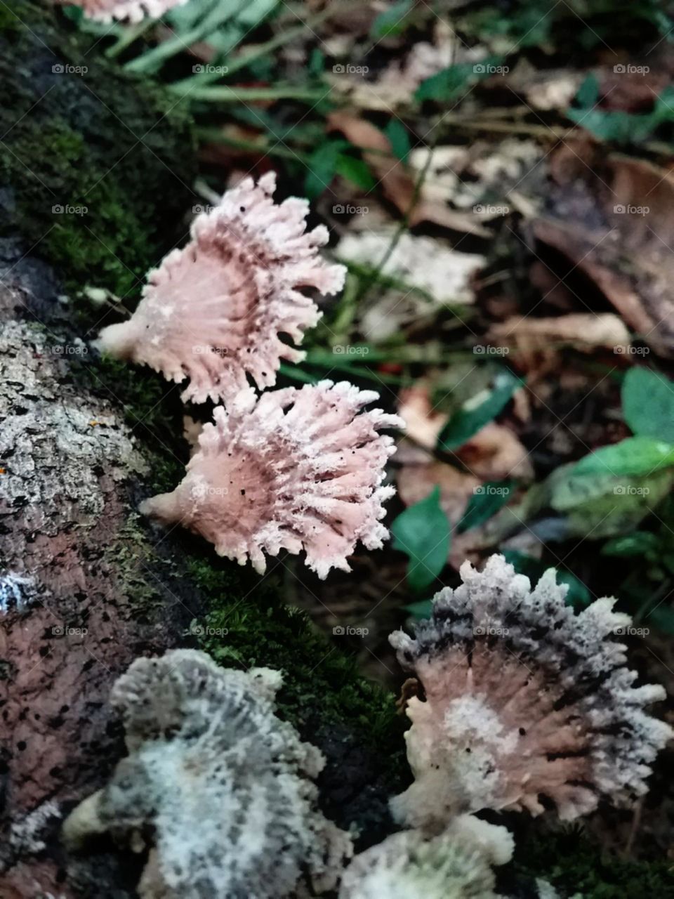 Cogumelos, fungos, orelhas ou conchas da floresta?