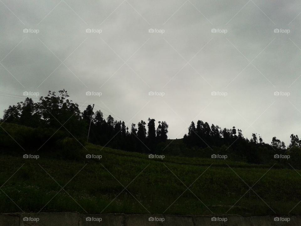 Landscape, Tree, No Person, Fog, Nature