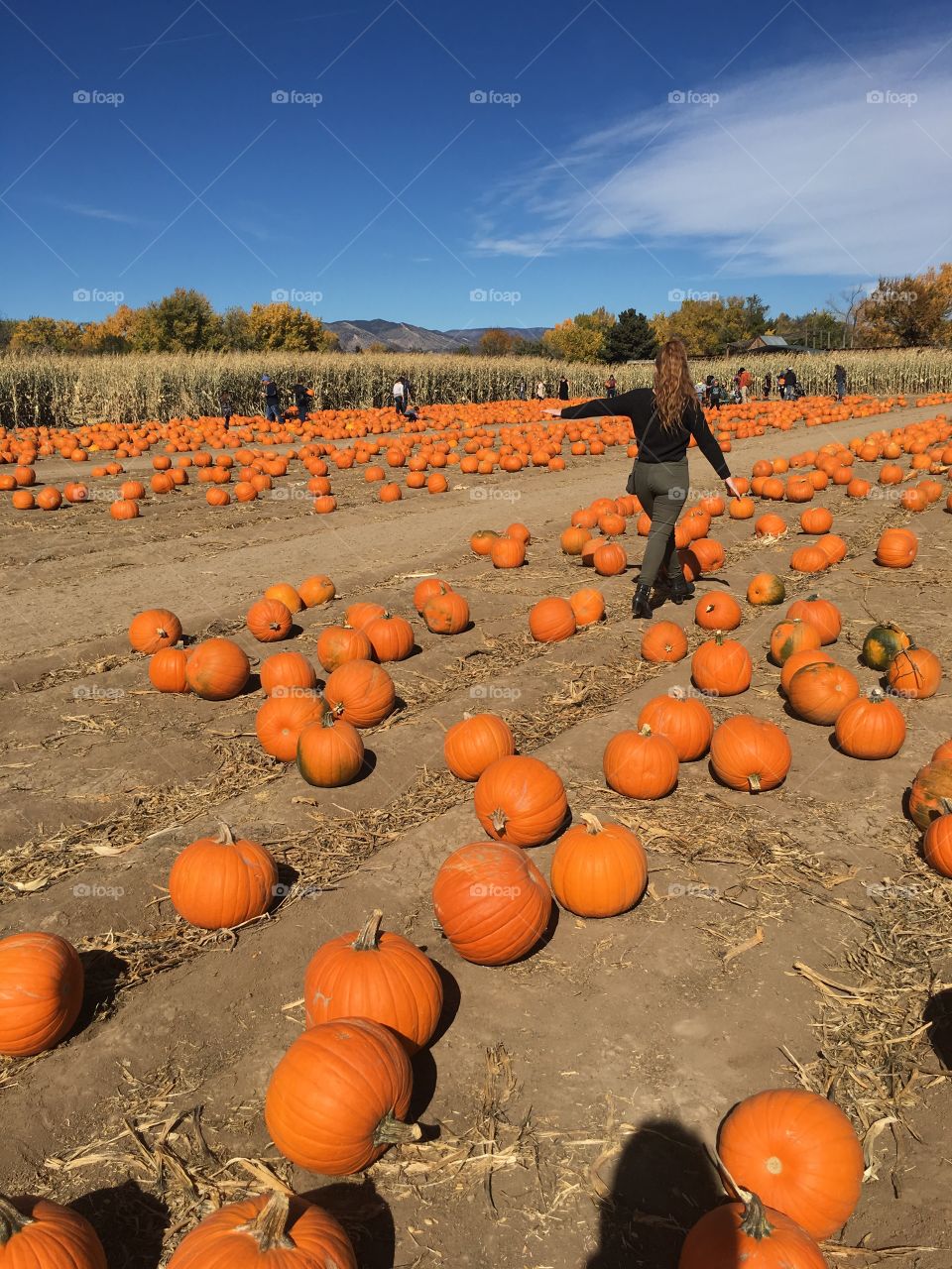 Pumpkin patch 