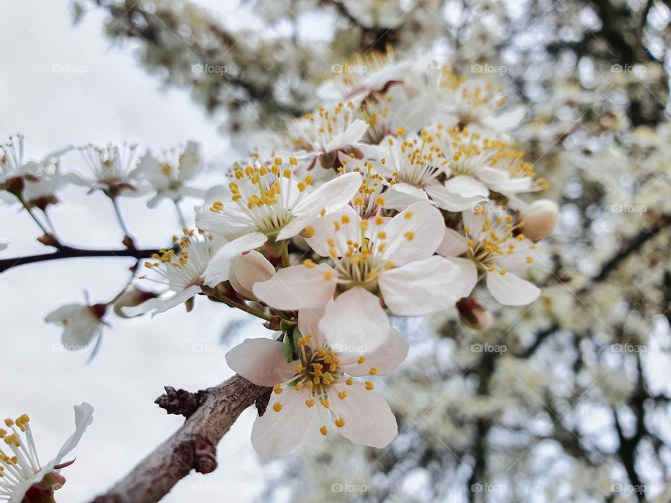 White flowering tree