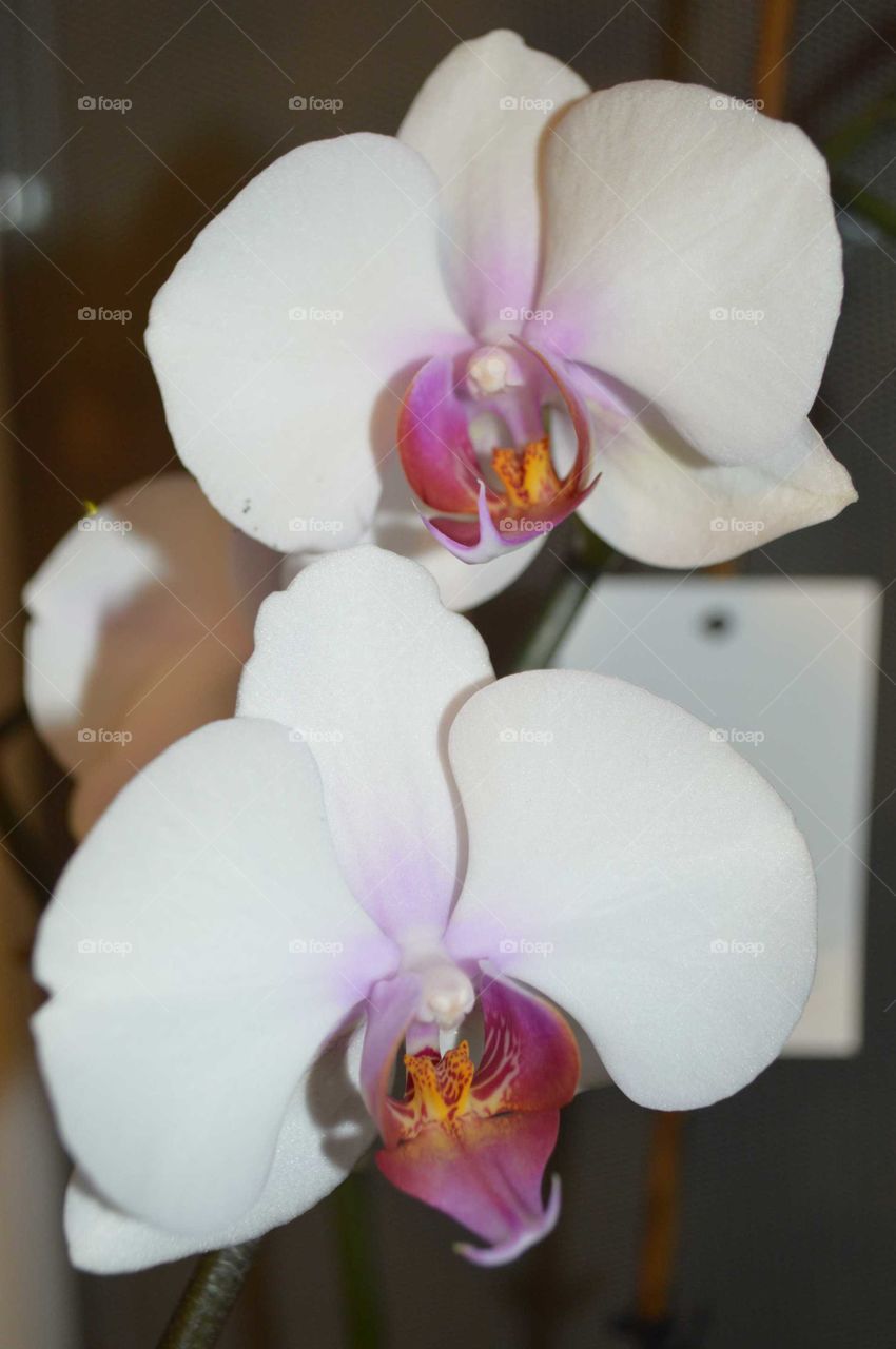 мои орхидеи