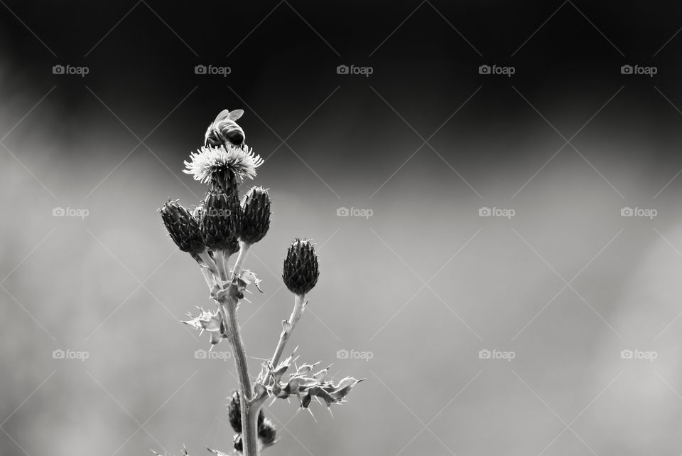 Bee on a flower