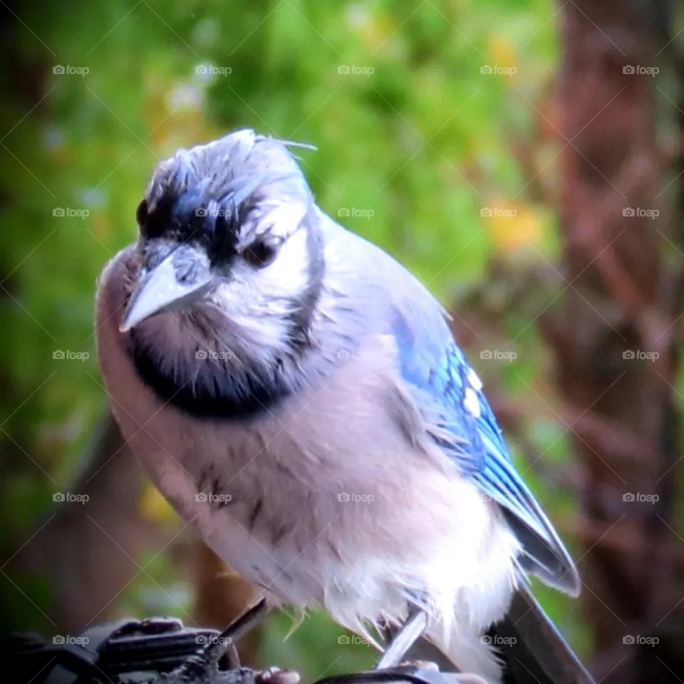 Rainy day visitor