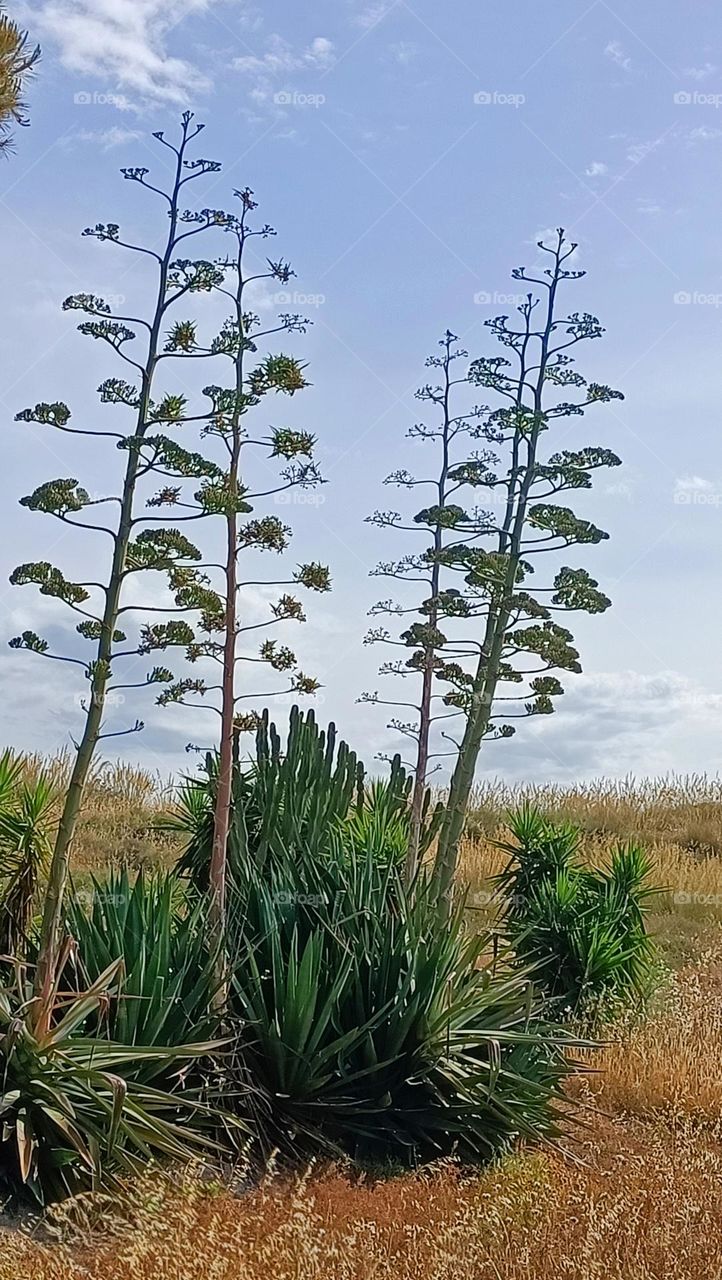 agave