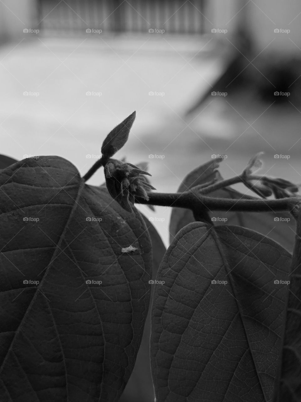 black and white balance