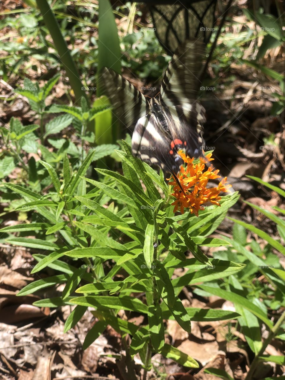 Fluttering swallowtail in motion