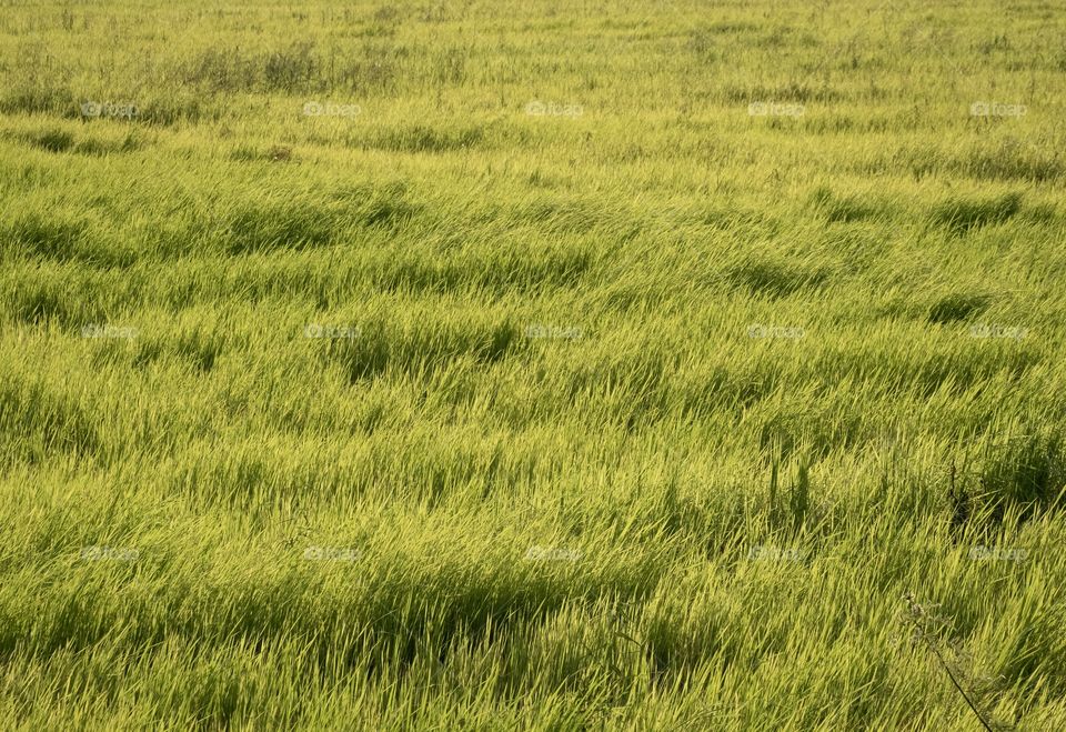 Beautiful rice field