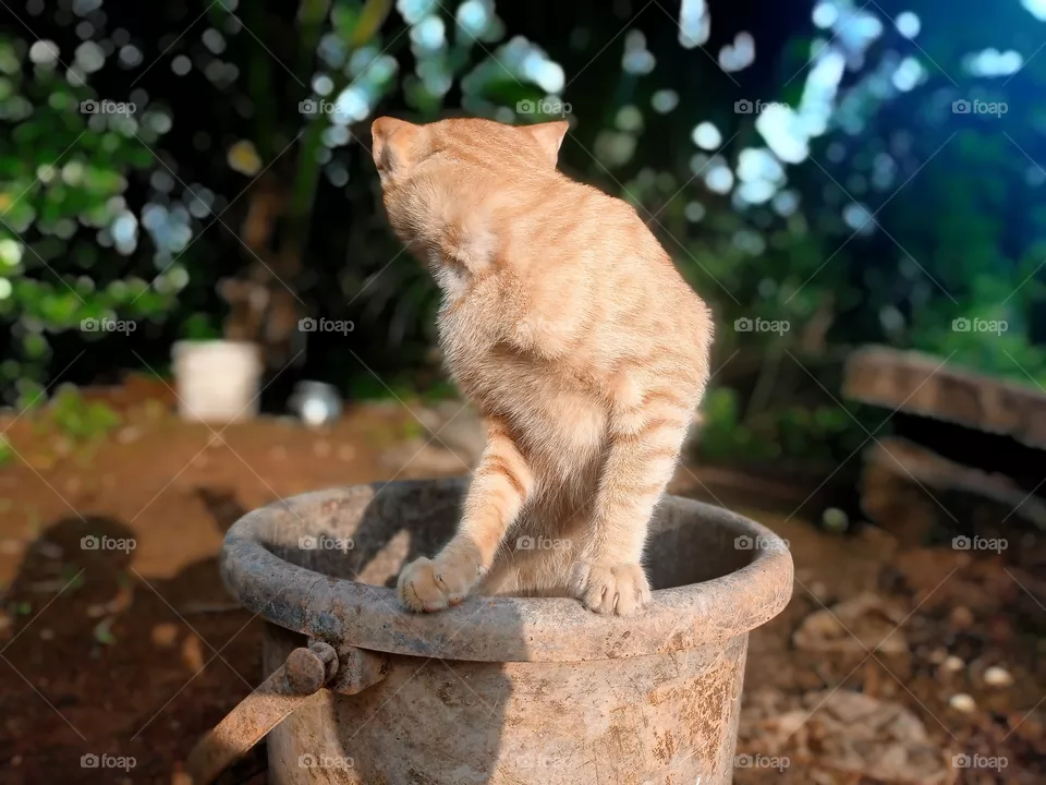 cat