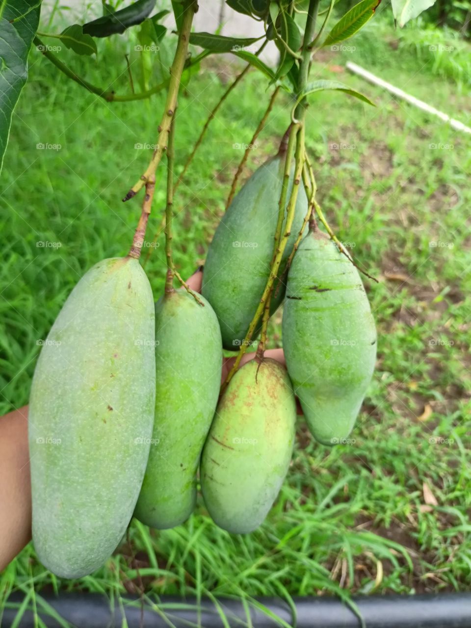 mango photography , green mango , mango tree