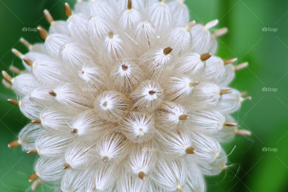 White flower