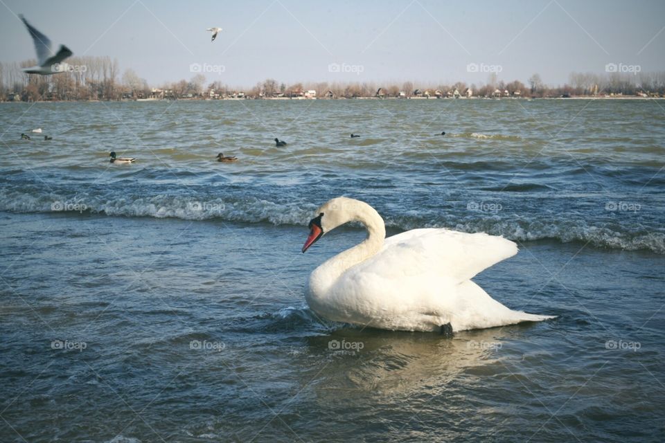 Swan