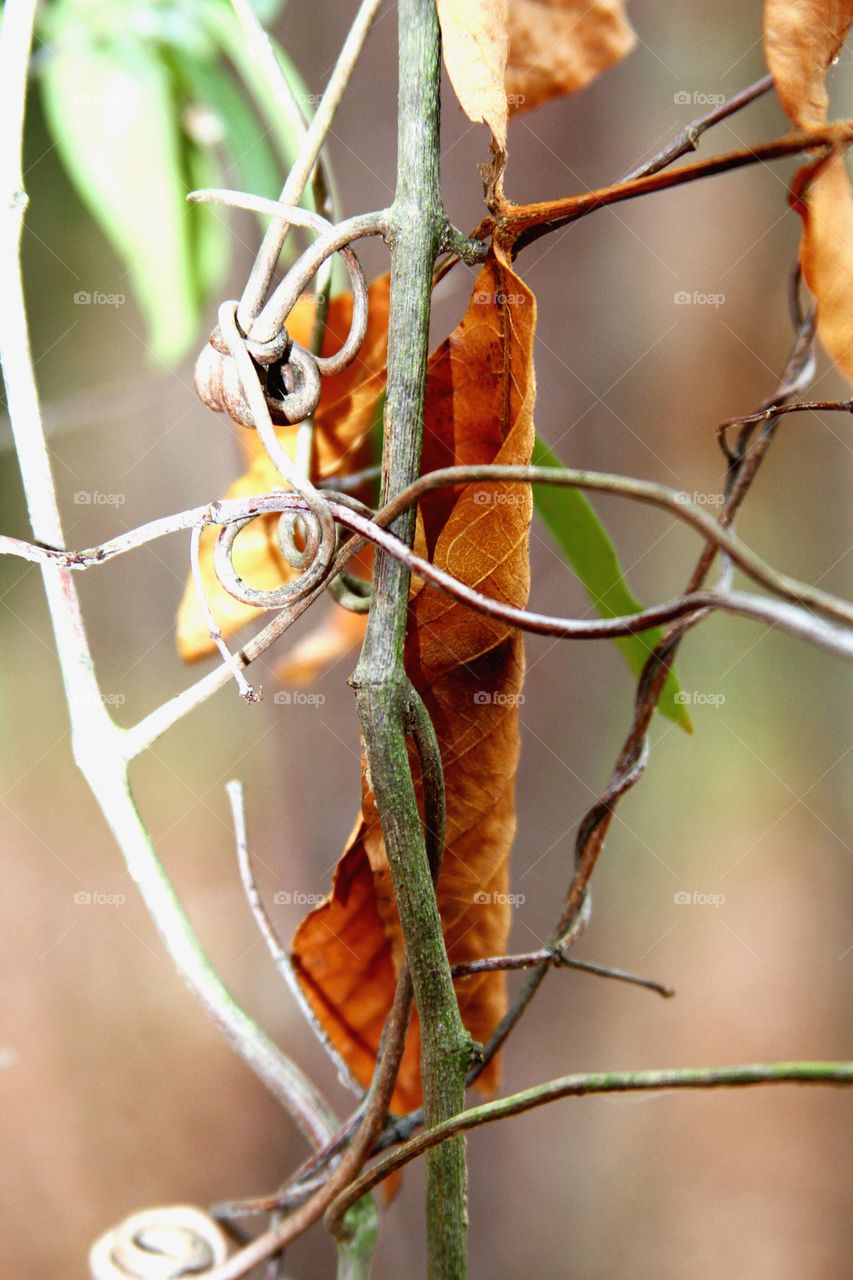 tangle of vines and dry l