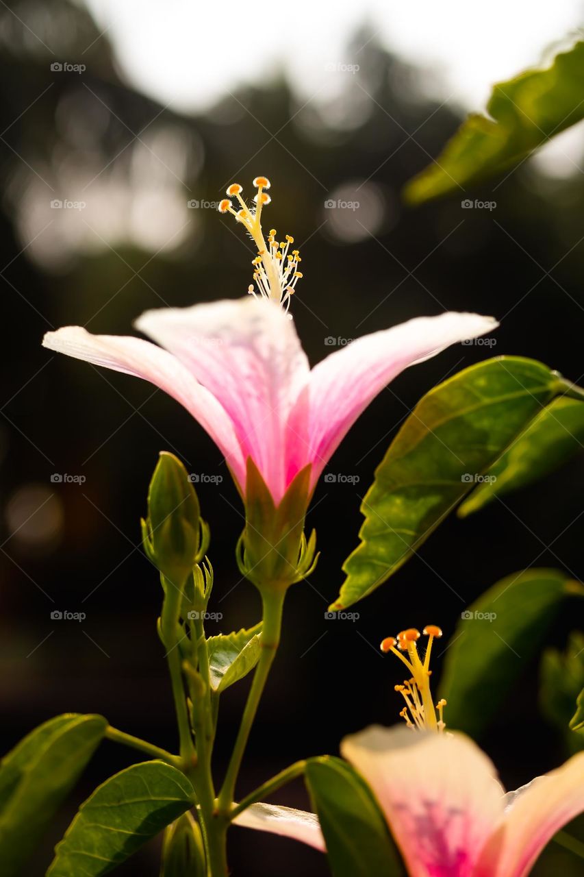 Beautiful Hibiscus