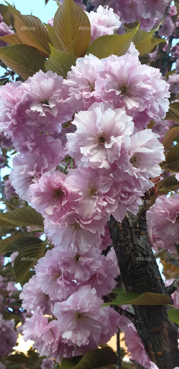 sakura