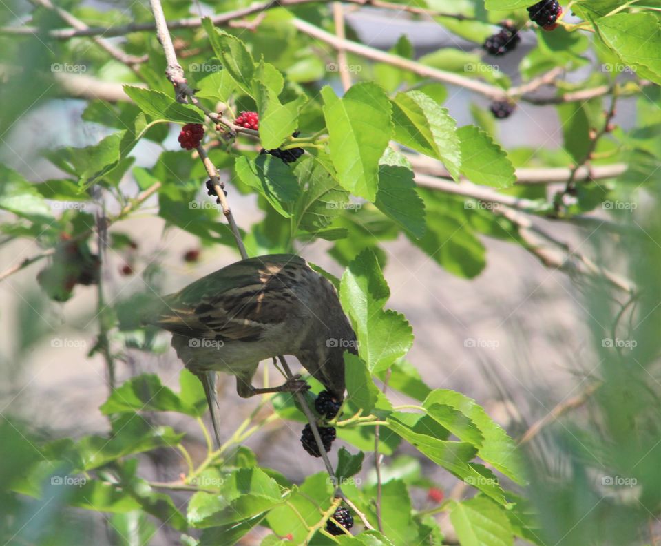 Sparrow eating blackberries in June 